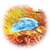 Mt Halla in Autumn TikTok gift icon